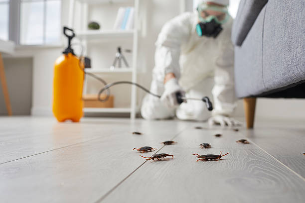 Post-Treatment Bed Bug Interceptor Monitoring in Mount Airy